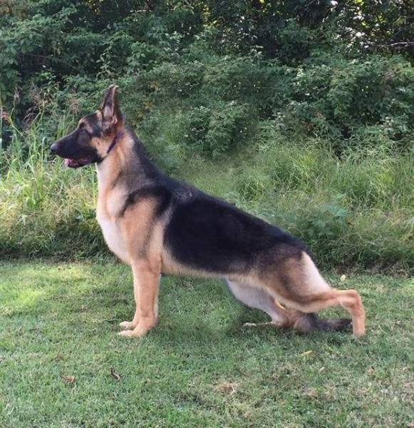 German Shepherds at Gerans, AKC German Shepherd Puppies, German